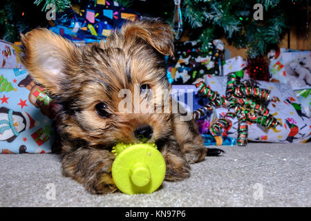 Chaulkie un croisement entre un yorkshire terrier et Chihuahua chien jouant sous un arbre de Noël Banque D'Images