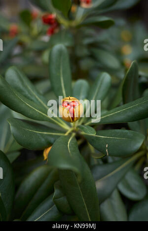 Pittosporum tobira fruits Banque D'Images