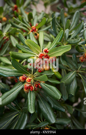 Pittosporum tobira fruits Banque D'Images