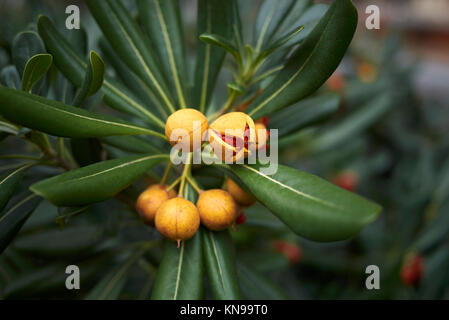 Pittosporum tobira fruits Banque D'Images