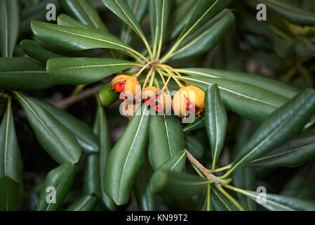 Pittosporum tobira fruits Banque D'Images