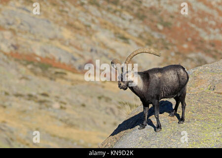 Dans l'ibex espagnol mâle Gredos Espagne Banque D'Images