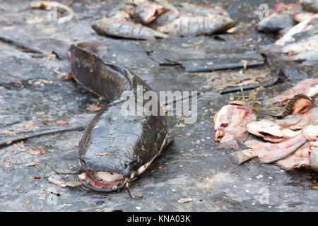 Un poisson-chat géant couché dans le marché de hawassa Banque D'Images