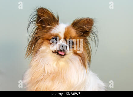 Papillon aussi appelé le petit Toy Spaniel Banque D'Images