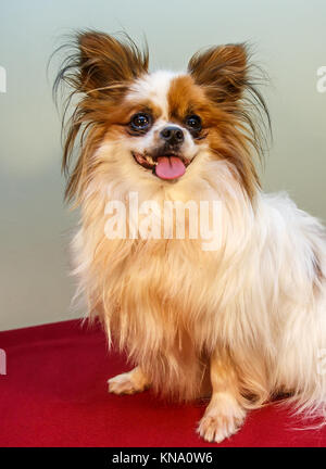 Papillon aussi appelé le petit Toy Spaniel Banque D'Images