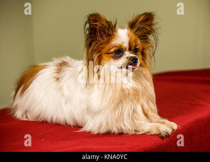 Papillon aussi appelé le petit Toy Spaniel Banque D'Images