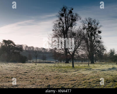 Silhouette d'arbres avec de nombreuses touffes de gui dans la lumière d'hiver tôt le matin près d'Idsworth Hampshire UK Banque D'Images