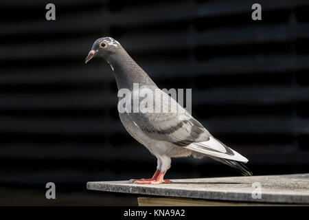 Corps plein de pigeon voyageur debout sur home loft Banque D'Images