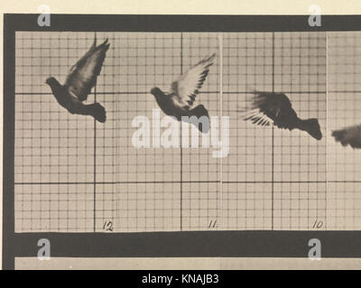 Cette enquête électro-photographique (1872–1885) enregistre des phases consécutives de mouvement chez les animaux sauvages et les oiseaux, analysant la locomotion et le comportement en milieu naturel. Banque D'Images