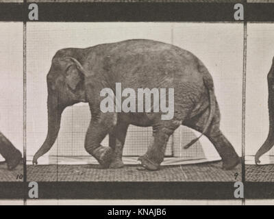 Ce volume documente les phases consécutives de la locomotion animale (1872–1885), en se concentrant sur les mouvements des animaux sauvages et des oiseaux à l'aide de l'électro-photographie. Banque D'Images