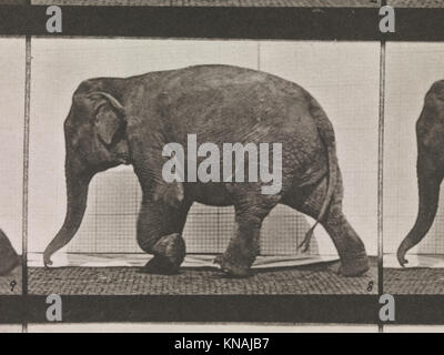 Ce volume (1872–1885) enregistre les phases séquentielles du mouvement chez les animaux sauvages et les oiseaux, analysées par électro-photographie à des fins d’étude scientifique. Banque D'Images