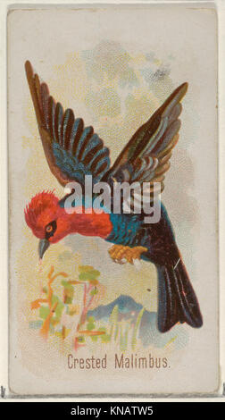Cette carte représente le Malimbus crêpé de la série Song Birds of the World de Allen & Ginter cigarettes, montrant le plumage distinctif et les caractéristiques ornithologiques de l'oiseau, conservés comme un objet de collection. Banque D'Images