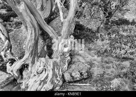 Les troncs d'arbres (Eucalyptus Gomme neige pauciflora) à Charlotte Pass dans le Parc National de Kosciuszko dans les montagnes enneigées du sud de N Banque D'Images