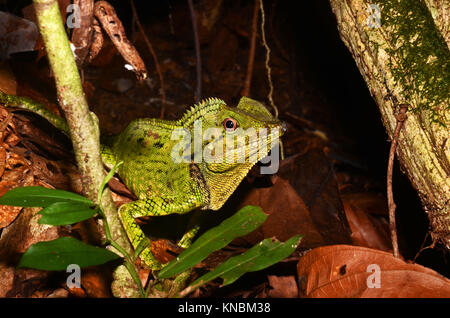 La Doria à tête d'angle lizard (Gonocephalus doriae), le parc national de Gunung Gading, Malaisie Banque D'Images