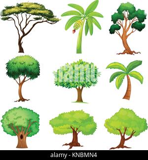 Illustration de différents arbres sur un fond blanc Illustration de Vecteur