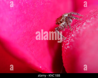 Jusqu'dlose de spider sur rose fleur pétale droplet avec Banque D'Images