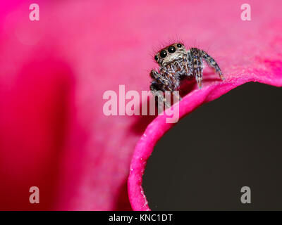 Jusqu'dlose de spider sur Rose petal flower Banque D'Images