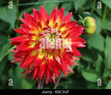 L'étonnante variété de fleur d'une plante Dahlia bicolore, croissante à l'extérieur dans un jardin Banque D'Images