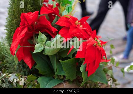 Poinsettia rouge fleurs dans Covent Garden à Noël avec les consommateurs, en passant par Londres, Royaume-Uni Banque D'Images