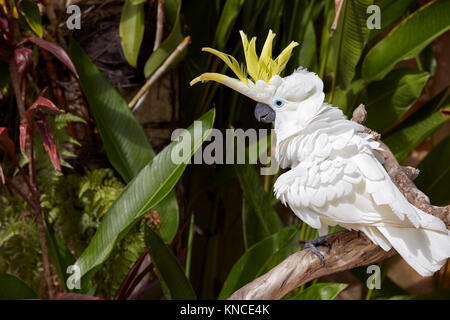 Le Sulfur-Crested (Cacatua galerita cacatoès). Bali Bird Park, Batubulan, Gianyar regency, Bali, Indonésie. Banque D'Images