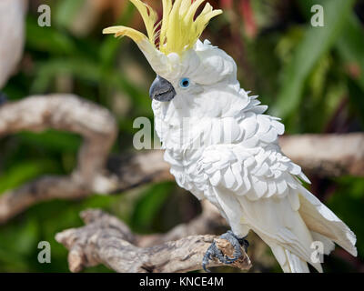 Le Sulfur-Crested (Cacatua galerita cacatoès). Bali Bird Park, Batubulan, Gianyar regency, Bali, Indonésie. Banque D'Images