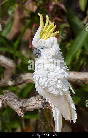 Le Sulfur-Crested (Cacatua galerita cacatoès). Bali Bird Park, Batubulan, Gianyar regency, Bali, Indonésie. Banque D'Images