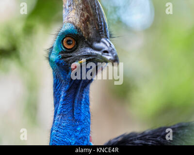 Le sud de cassowary (Casuarius casuarius). Bali Bird Park, Batubulan, Gianyar regency, Bali, Indonésie. Banque D'Images