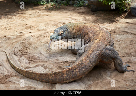 Dragon de Komodo (Varanus komodoensis) à l'aide de sa langue pour goûter l'air. Bali Bird Park, Batubulan, Gianyar regency, Bali, Indonésie. Banque D'Images