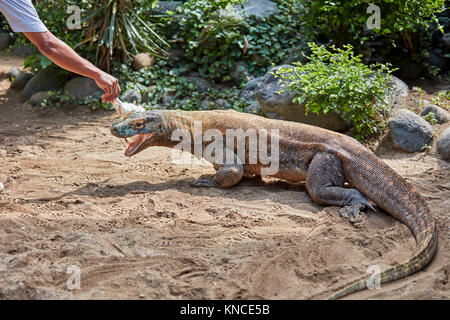 Alimentation du dragon Komodo captif (Varanus komodoensis) dans le parc ornithologique de Bali. Batubulan, Gianyar regency, Bali, Indonésie. Banque D'Images