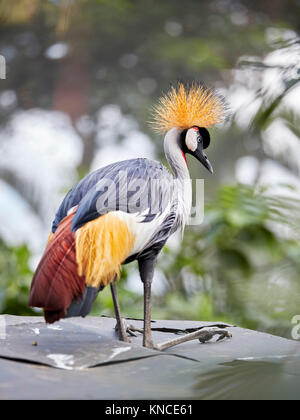 Grue couronnée grise (Balearica regulorum). Bali Bird Park, Batubulan, Gianyar regency, Bali, Indonésie. Banque D'Images