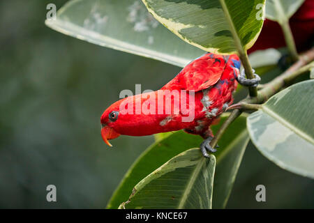 Lory rouge (Eos bornea). Bali Bird Park, Batubulan, Gianyar regency, Bali, Indonésie. Banque D'Images