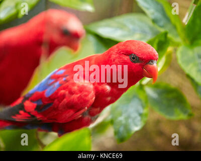 Lory rouge (Eos bornea). Bali Bird Park, Batubulan, Gianyar regency, Bali, Indonésie. Banque D'Images