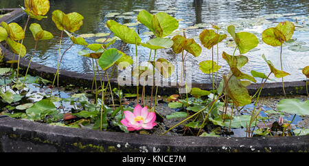 Fleur de Lotus (Nelumbo nucifera) dans le jardin de l'eau de Tirta Gangga Palace. Régence Karangasem, Bali, Indonésie. Banque D'Images