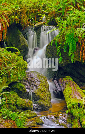 Chutes de Trillium Parc national de Redwood en Californie Banque D'Images