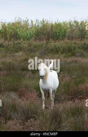 Un seul cheval Camargue debout dans les champs vers l'appareil photo avec un héron garde-boeuf dans l'arrière-plan. Profondeur de champ. Banque D'Images