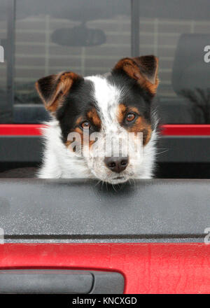 Triste à chien dans l'arrière d'une camionnette. "Pourquoi dois-je toujours rester et regarder le camion ?" Banque D'Images