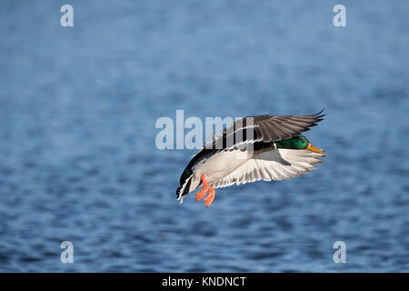 Canard colvert Anas platyrhynchos, seul mâle en vol Cornwall, UK Banque D'Images