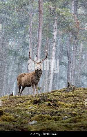 Red Deer, Cervus elaphus, Stag en neige unique en Ecosse ; UK Banque D'Images