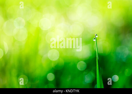 Clair brillant gouttes de rosée sur l'herbe verte tôt un matin ensoleillé Banque D'Images