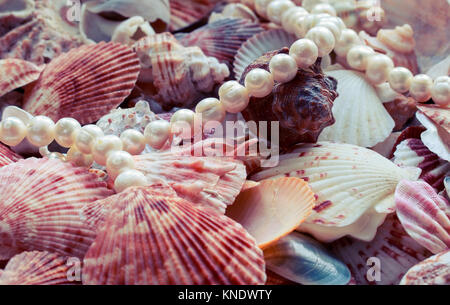 Arrière-plan de la mer magnifique avec des coquilles de différentes formes et tailles et chic collier de perles dans des tons pastel Banque D'Images