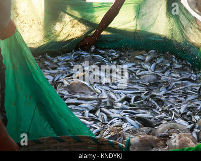 Filet de pêche avec ses innombrables espèces de poissons dans les captures de pêcheurs matin shore Banque D'Images