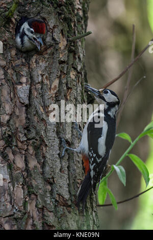 / Plus / PIC Buntspecht ( Dendrocopos major ) young en nid d'anticiper, de sexe féminin de l'Europe. Banque D'Images