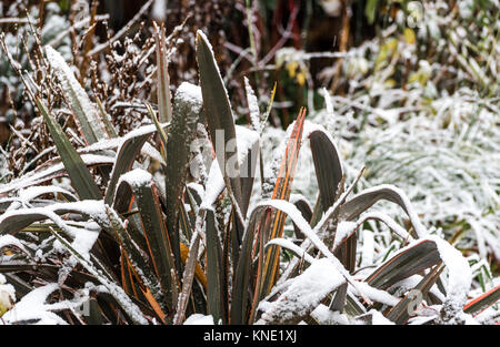 Phormium Queen Maori feuilles couvertes de neige en hiver. Banque D'Images