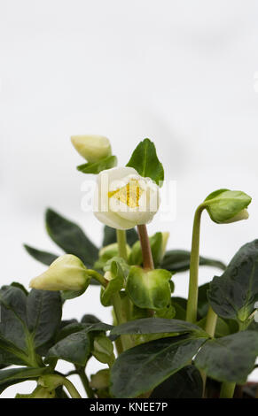 Helleborus niger 'Christmas Carol' fleurs dans la neige. Banque D'Images