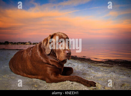 Chien labrador chocolat lying on beach Banque D'Images