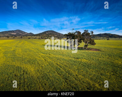 Arbres dans un champ de canola, Victoria, Australie Banque D'Images