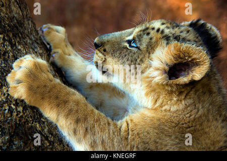 Lion cub griffes d'affûtage sur un arbre, Mpumalanga, Afrique du Sud Banque D'Images