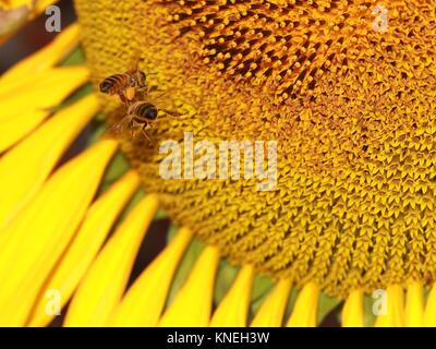 Close-up de deux abeilles planant par un tournesol Banque D'Images