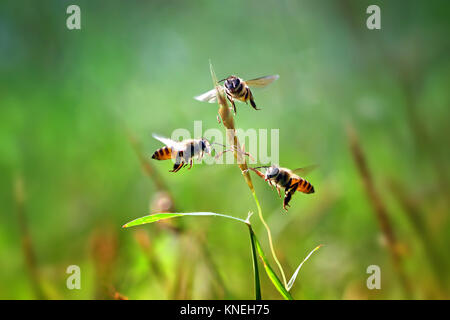 Trois abeilles planant par un brin d'herbe Banque D'Images