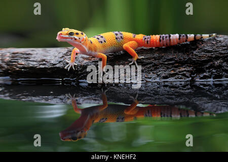 Gecko léopard sur un rocher Banque D'Images